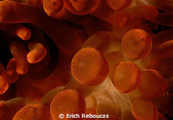 Abstract close-up on a red anemone. by Erich Reboucas 